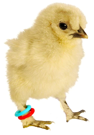 E-Z ELASTIC RINGS (Smisdom) - 3mm / VIOLET | Chicken Antibiotics