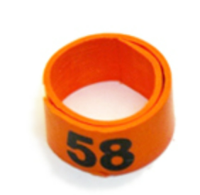 WRAP-AROUND SERIES NUMBERED BANDS - 7 / Red / 26-50 | Chicken Antibiotics