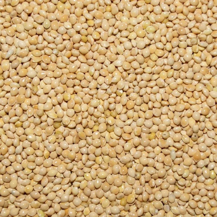 White Millet White Millet Seed for Pigeons & Doves - 5 LBS | Chicken Antibiotics