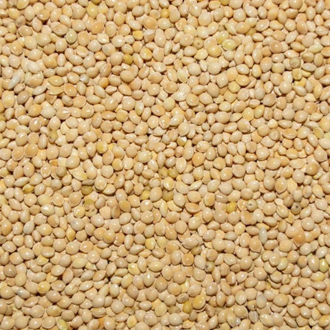White Millet White Millet Seed for Pigeons & Doves - 5 LBS | Chicken Antibiotics