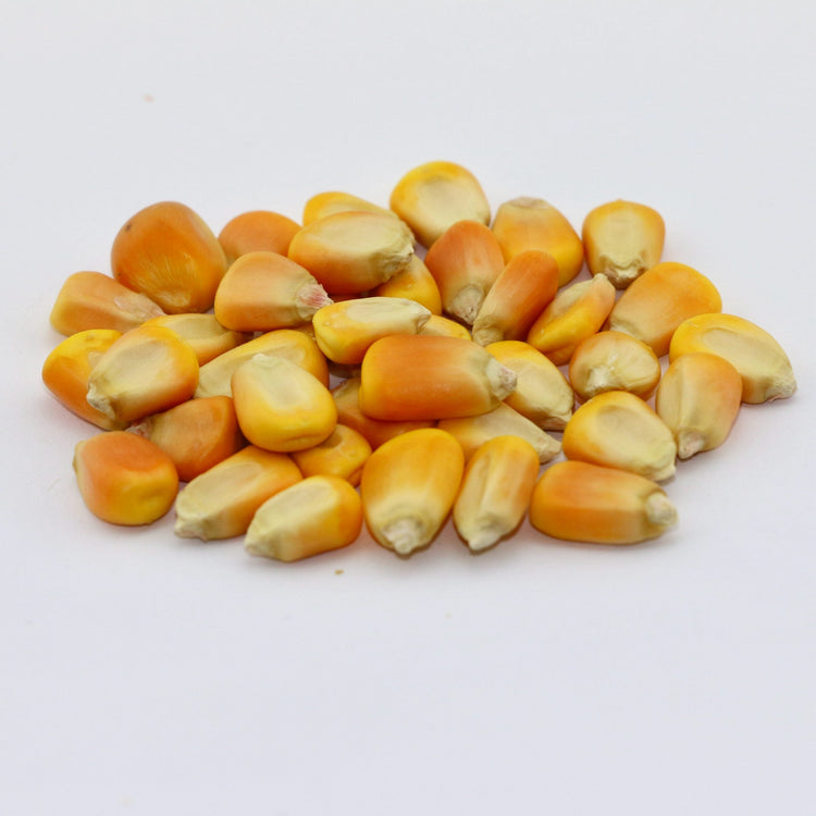 Whole Corn Whole Corn Feed for Chickens & Pigeons - 25 LBS | Chicken Antibiotics