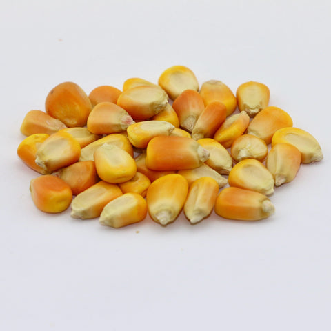 Whole Corn Whole Corn Feed for Chickens & Pigeons - 25 LBS | Chicken Antibiotics