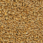 Red Hard Winter Wheat Quality Hard Red Winter Wheat - 25 LBS | Chicken Antibiotics