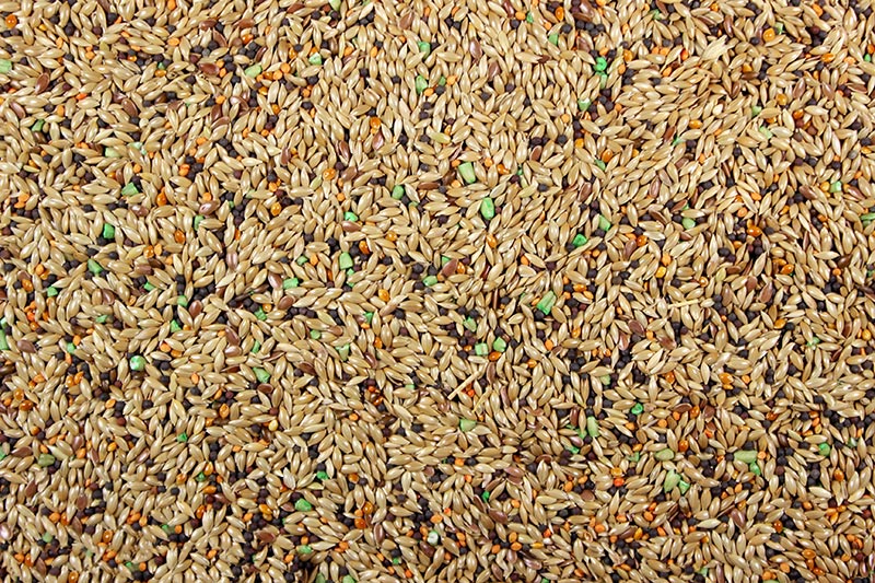 Canary Plus Premium Canary Seed Mix with Vitamins | Chicken Antibiotics