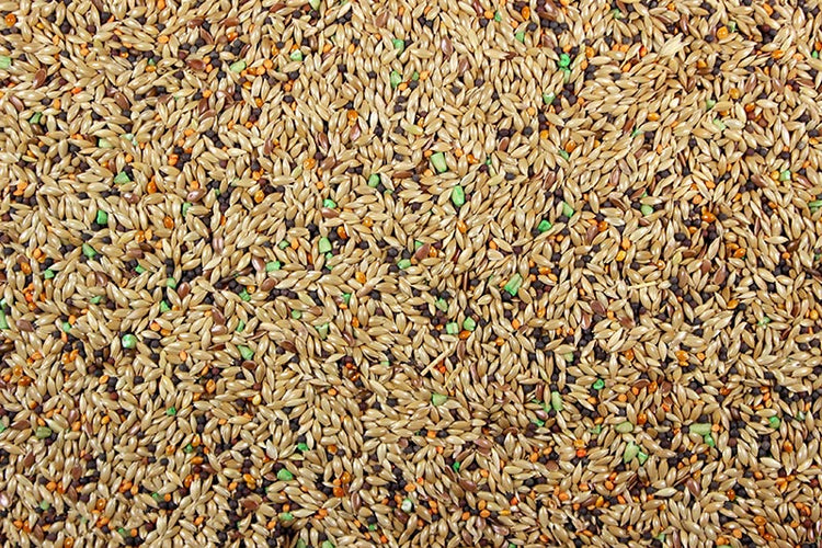 Canary Plus Premium Canary Seed Mix with Vitamins | Chicken Antibiotics