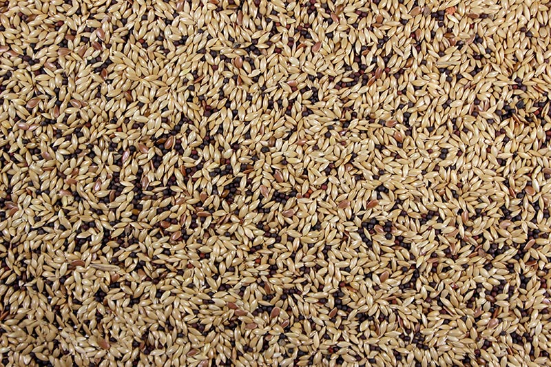 Canary Roller Mix - 25 LBS | Chicken Antibiotics