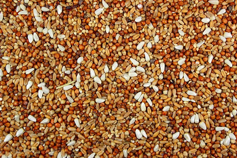 Dove Mix – Premium Dove Food - 5 lbs | Chicken Antibiotics