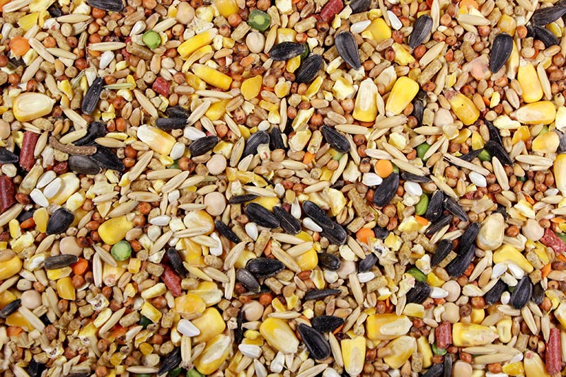 El Cantador (Leach Grain) Premium Chicken Feed/Poultry Feed - 50 lbs | Chicken Antibiotics
