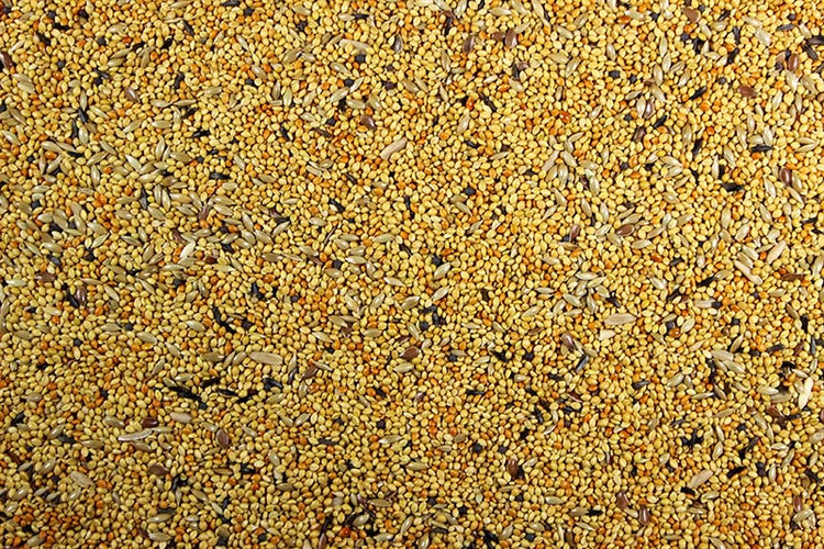 Finch Food Quality Finch Bird Feed - 25 lbs | Chicken Antibiotics