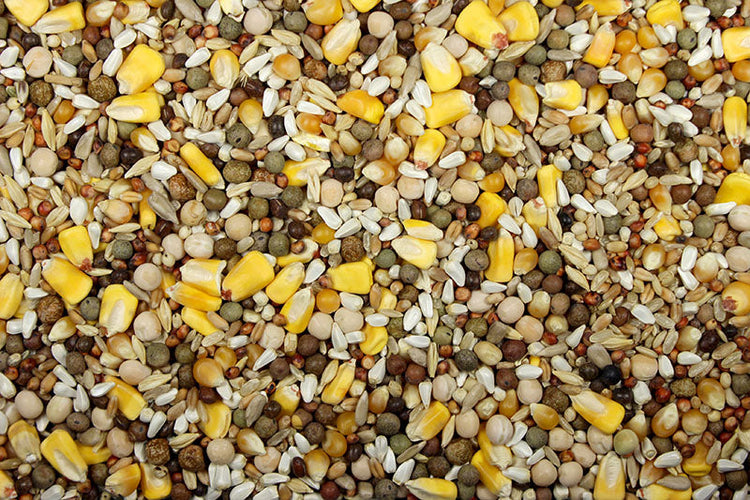 KC-5 Race Mix (Leach Grain & Milling) High-Performance Whole Corn Racing Pigeon Feed | Chicken Antibiotics