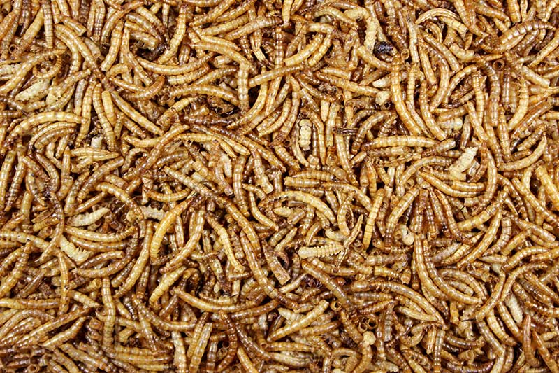 Mealworms: Dried Mealworms - 1 lb | Chicken Antibiotics
