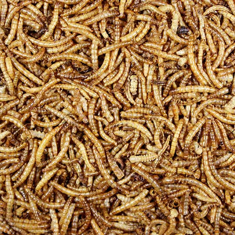 Mealworms: Dried Mealworms - 1 lb | Chicken Antibiotics