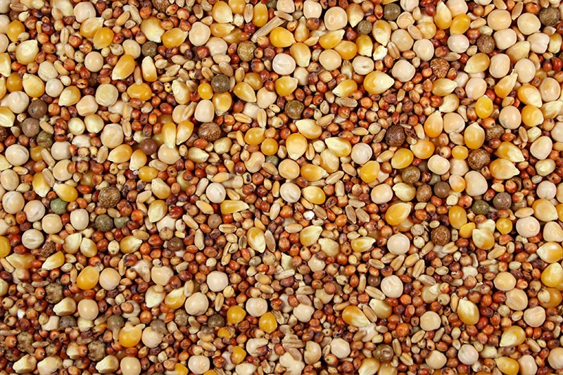 White Tag 14% with Popcorn (Leach Grain & Milling) Pigeon Feed - 25 LBS | Chicken Antibiotics