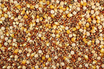 White Tag 14% with Popcorn (Leach Grain & Milling) Pigeon Feed - 25 LBS | Chicken Antibiotics