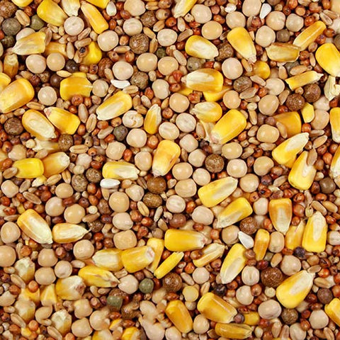 14% Special Feed with Whole Corn (Leach Grain & Milling) | Chicken Antibiotics