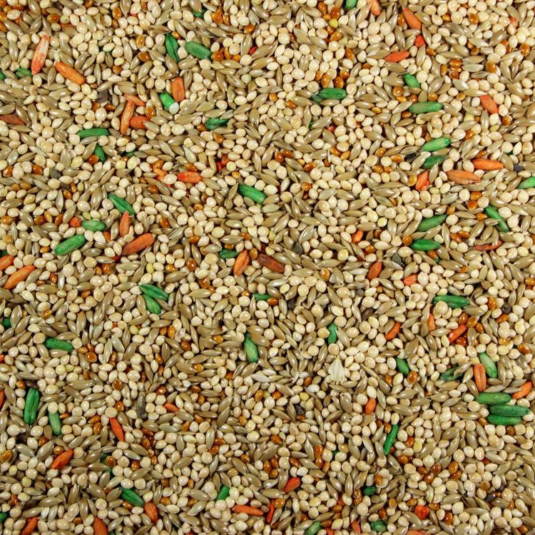Parakeet Plus Premium Parakeet Seed Mix/Parakeet Food - 5 LBS | Chicken Antibiotics