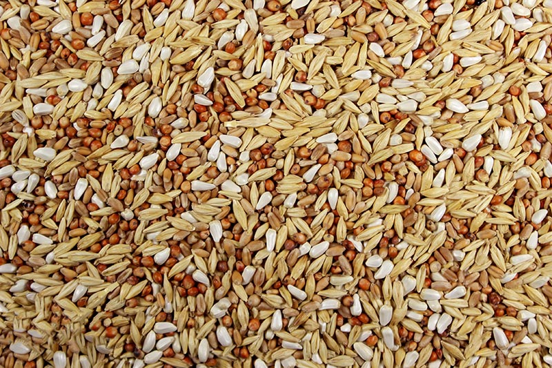 12% Post Race (Leach Grain & Milling) Ultimate Racing Pigeon Feed | Chicken Antibiotics