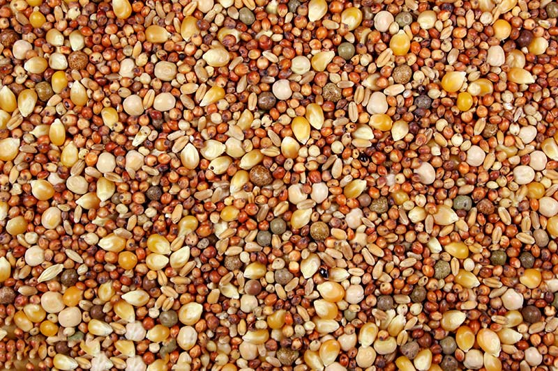 12% Pigeon Feed (Leach Grain & Milling) | Chicken Antibiotics