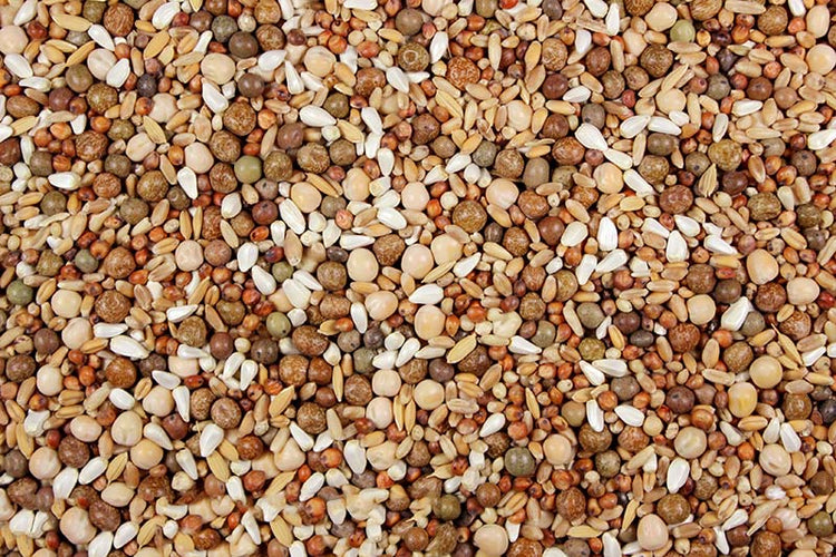16% Low Carb Pigeon Feed (Leach Grain & Milling) No Corn Pigeon Feed Mix | Chicken Antibiotics