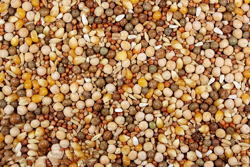 16% Royal Race (Leach Grain & Milling) Premium Racing Pigeon Feed | Chicken Antibiotics