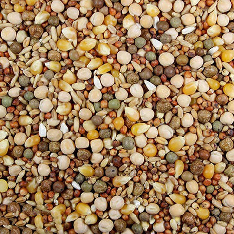16% Race Plus Probiotics (Leach Grain) Racing Pigeon Feed With Probiotics | Chicken Antibiotics