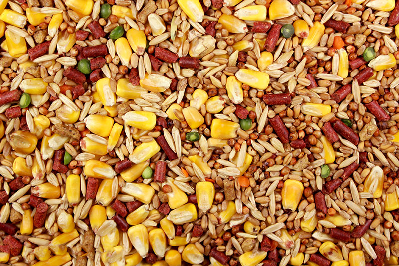 Unleaded (Leach Grain & Milling) Quality Chicken Feed - No Lead Shot | Chicken Antibiotics