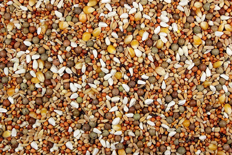 Show Pigeon Conditioner 15% (Leach Grain & Milling) Premium Pigeon Feed | Chicken Antibiotics