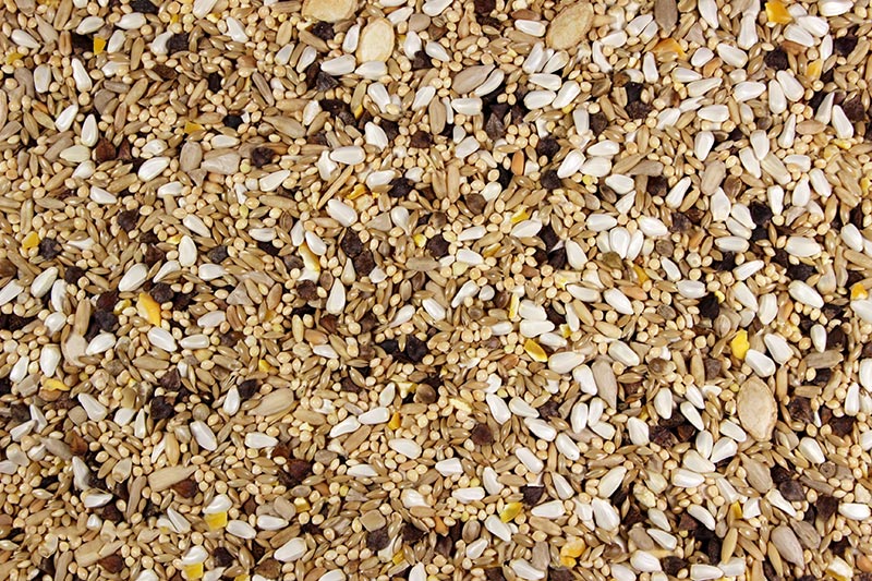 Small Hookbill Quality Small Hookbill Food - 25 LBS | Chicken Antibiotics