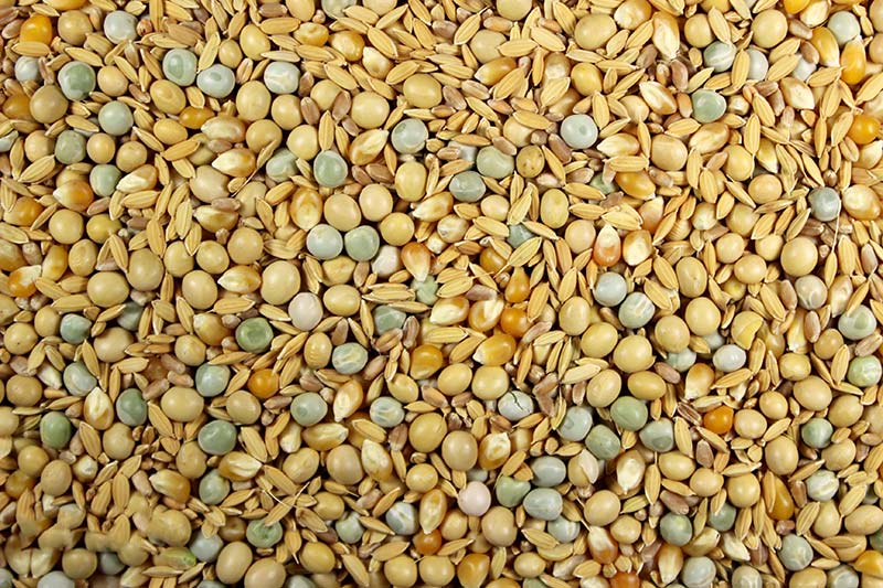 Soak Mix High Protein Bird Food/Soaked Seeds - 25 lbs | Chicken Antibiotics