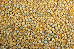 Soak Mix High Protein Bird Food/Soaked Seeds - 25 lbs | Chicken Antibiotics