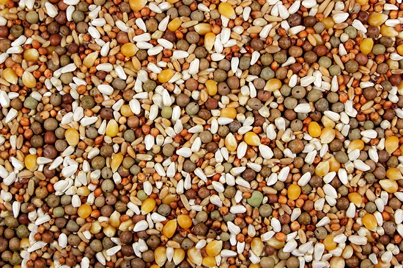 14.90% Teed's Mix (Leach Grain & Milling) Bird Feed with Austrian Peas for Pigeons | Chicken Antibiotics