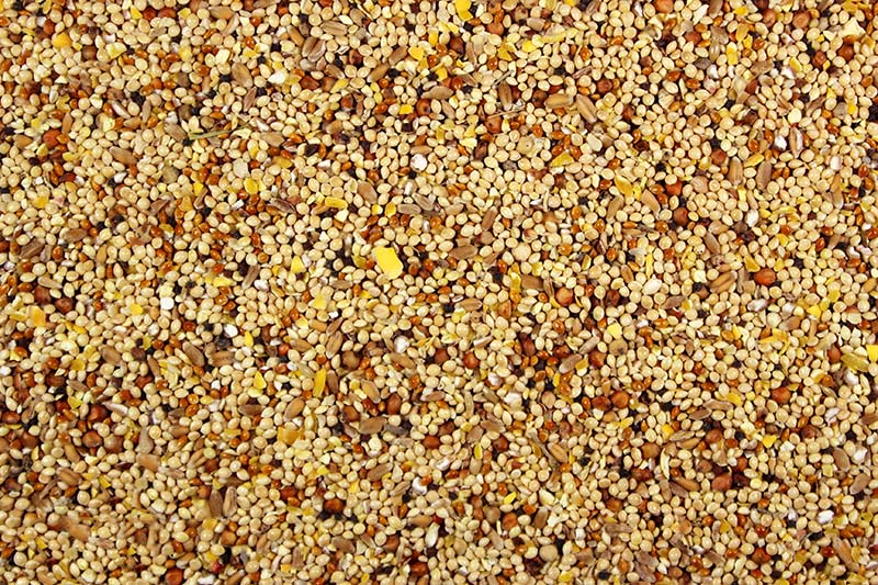 Wild Bird Seed Wild Bird Seed Mix - 5 lbs | Chicken Antibiotics