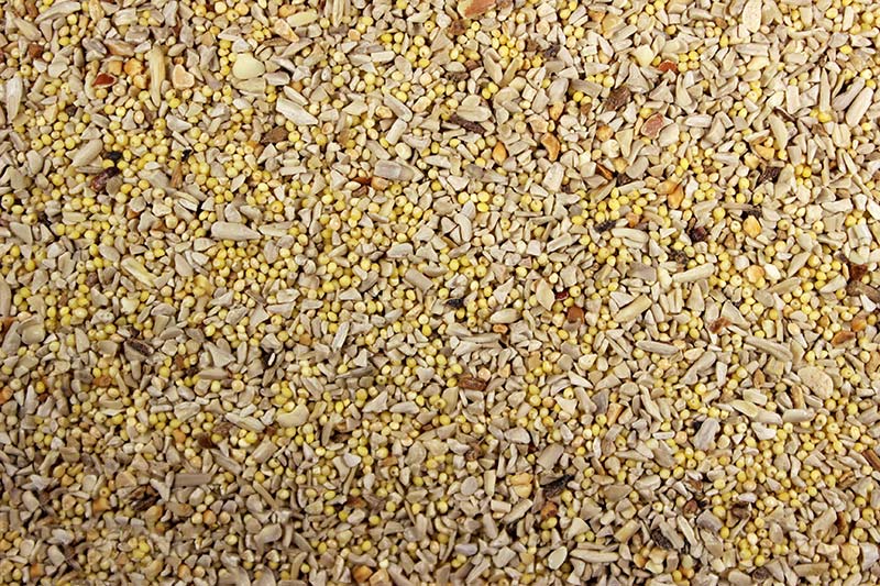 Wild Bird Seed No Mess No Mess Wild Bird Feed | Chicken Antibiotics