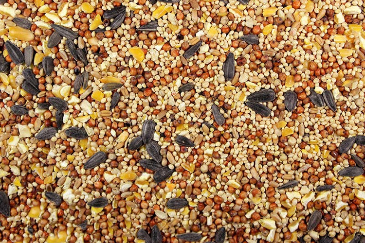 Wild Bird Seed Mix with Sunflower | Chicken Antibiotics