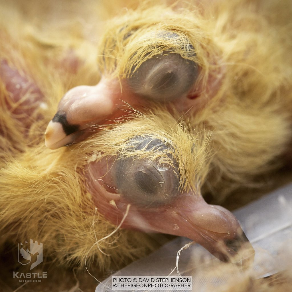 Young Bird Developer+ (Kastle) | Chicken Antibiotics